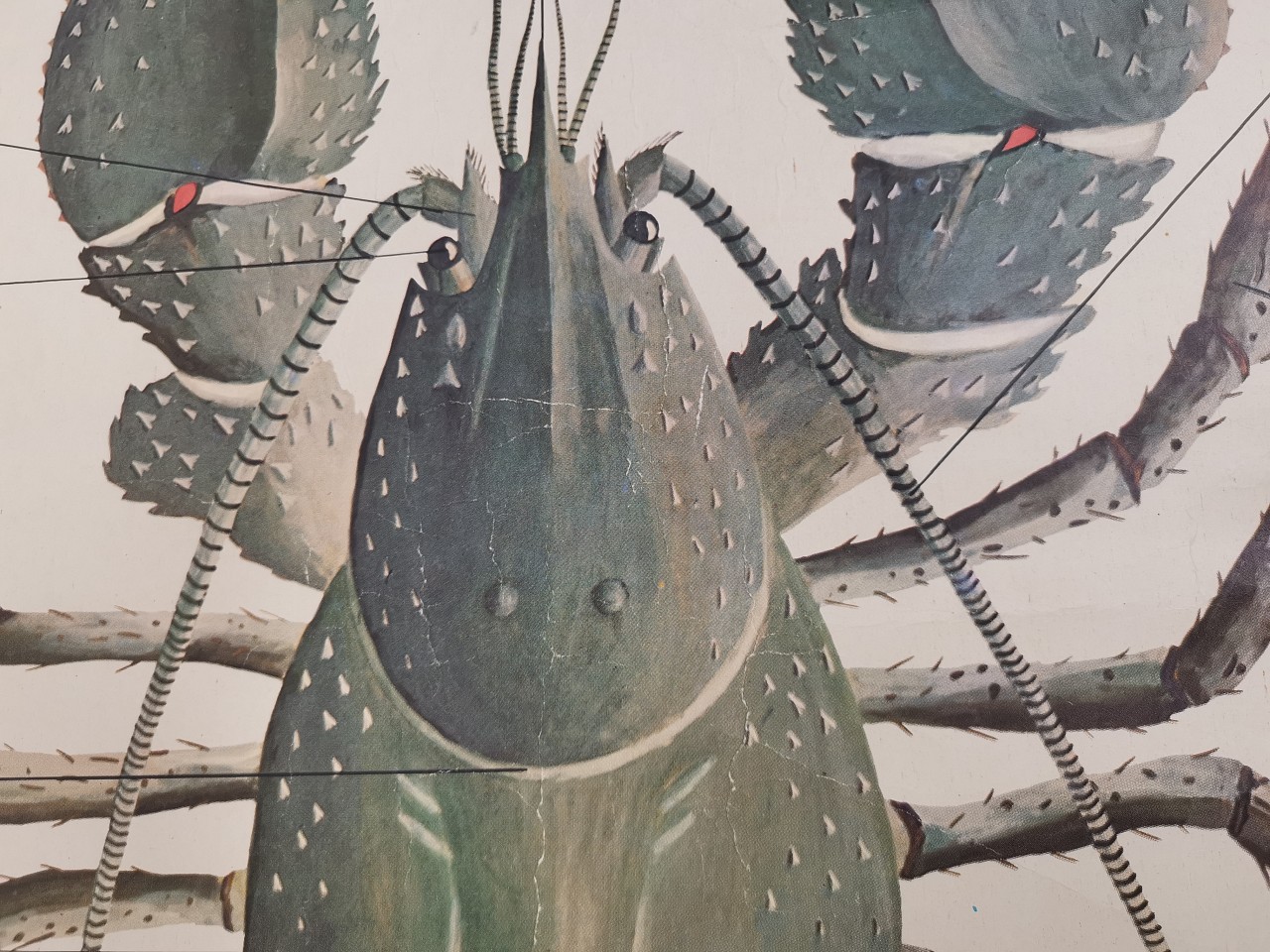 Rak říční - školní plakát