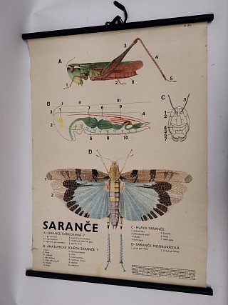Saranče - školní plakát
