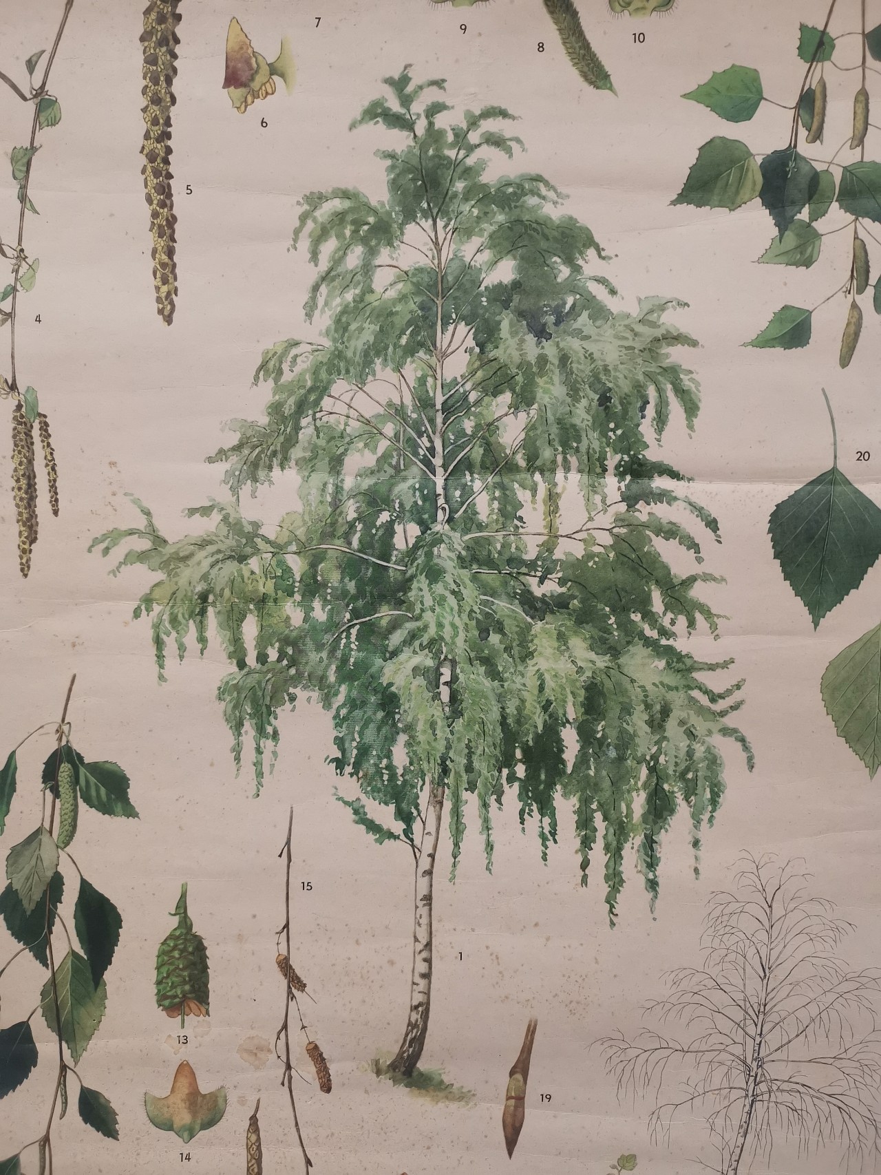 Bříza bělokorá - školní výuková tabule